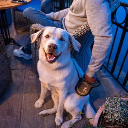 An exterior portrait of a dog & customers in the beer garden at the Magpie (Sunbury-On-Thames).