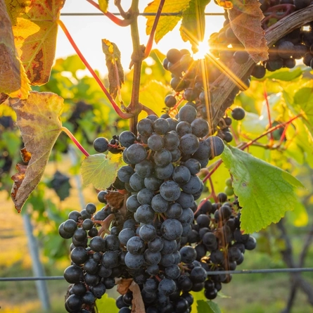 A close up of grapes on a grapevine, with the sun peeking through them.