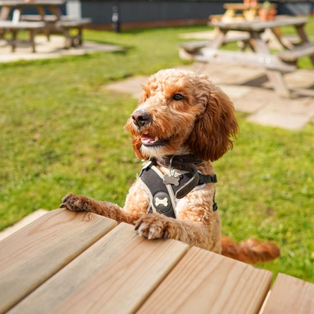DB_C&B_Lifestyle_Dog-Friendly_2023_007.jpg