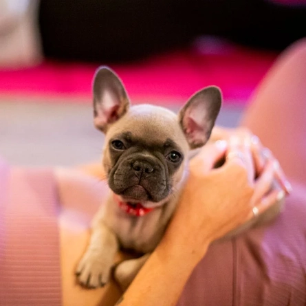 A puppy being held for puppy yoga.