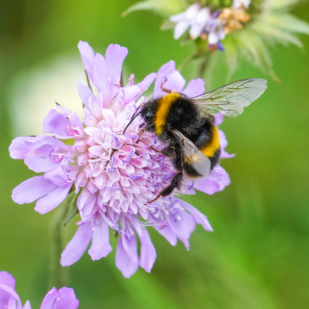 An image of a bee on a flower at The British Wildlife Centre advertising local attractions near to Chef & Brewer venues.