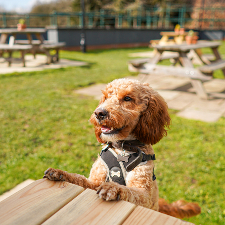 DB_C&B_Lifestyle_Dog-Friendly_2023_007.jpg