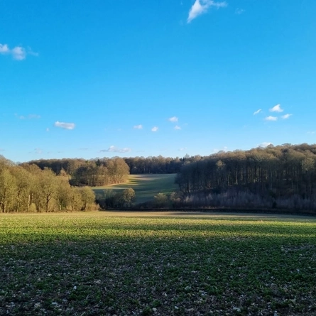 A view of fields and trees.