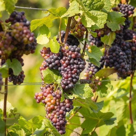 A close up of grapes on a grapevine.