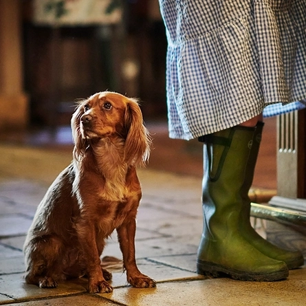 DB_C&B_People_Lifestyle_WMUS-Dog-Friendly_App_2024.jpg
