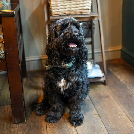 DB_C&B_Venue_Dog-Friendly_2023_004.jpg