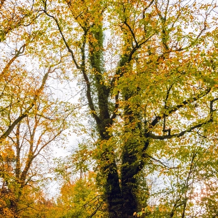 An image of trees at Salcey Forest advertising local attractions near to Chef & Brewer venues.