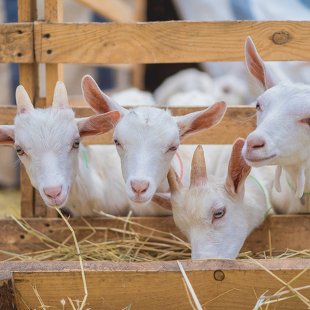 An image of goats at Farmer Parrs Animal World advertising local attractions near to Chef & Brewer venues.