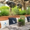 The beer garden at the Prince Of Wales,
