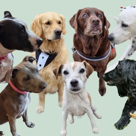 An image advertising the Dog Social What's On event at The Crown.