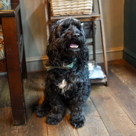 DB_C&B_Venue_Dog-Friendly_2023_004.jpg