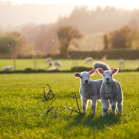 An image of lambs at Godstone Farm advertising local attractions near to Chef & Brewer venues.