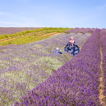 An image of the Hitchin Lavender advertising local attractions near to Chef & Brewer venues.