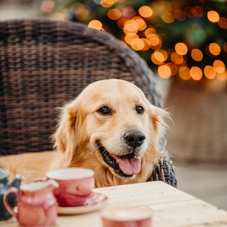 a dog sitting at a table of a pub