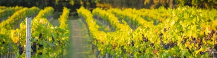 Rows of grapes growing at the Bolney vineyard.