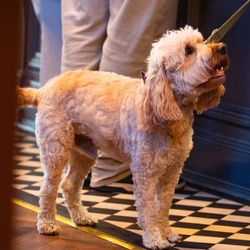An image of a dog stood by the interior bar during Pride Weekend at The City Of Quebec.