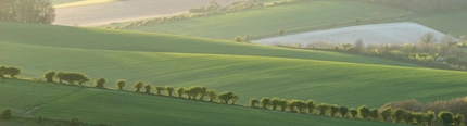 An image of rolling hills and fields with a row of trees in the distance.
