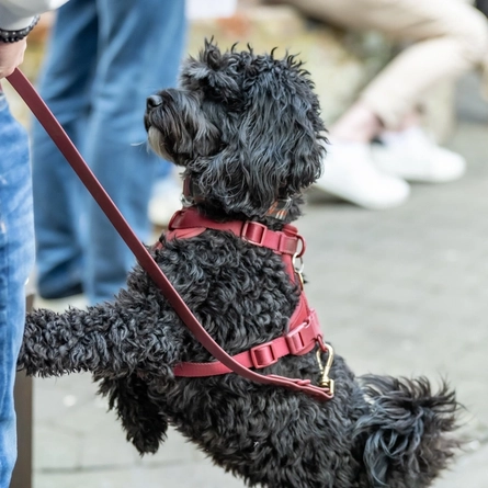 An image of a little dog stood with their owner outside during the Boat race event at The Crabtree.