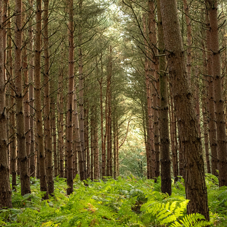 An image of trees at Sherwood Forest advertising local attractions near to Chef & Brewer venues.