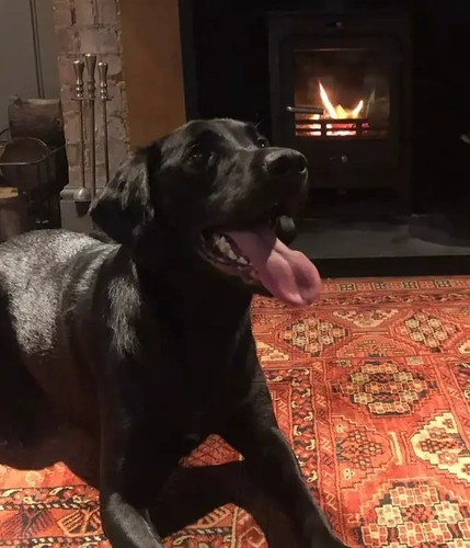 Metro - 4129 - Red Lion (Grantchester) - Pub interior with dog.jpeg