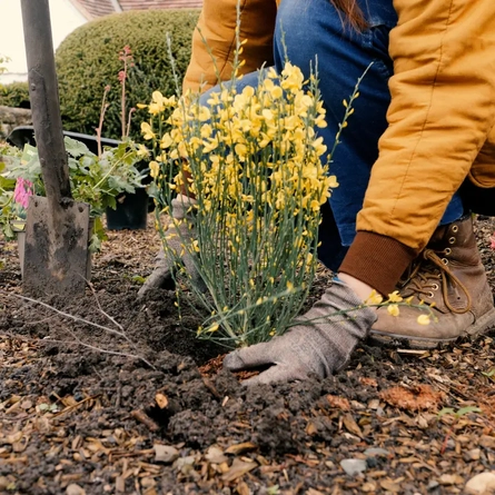 DB_C&B_Product_Lifestyle_Yellow-Flowers-Planting_2024.jpg