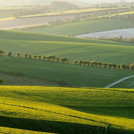 An image of rolling hills and fields with a row of trees in the distance.