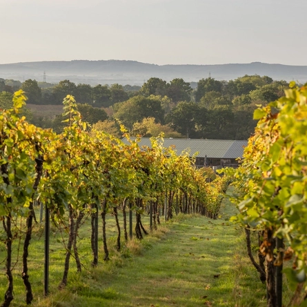 The Bolney vineyard.