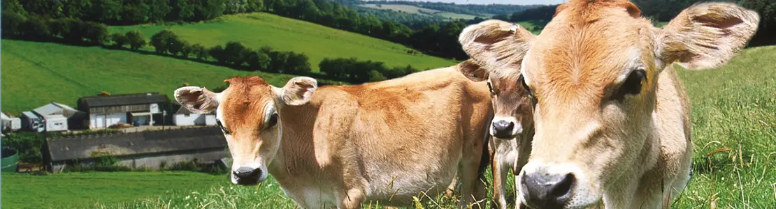 DB_FHI_People_Lifestyle_Jersey-Cows-Ice-Cream_2024_002.jpg