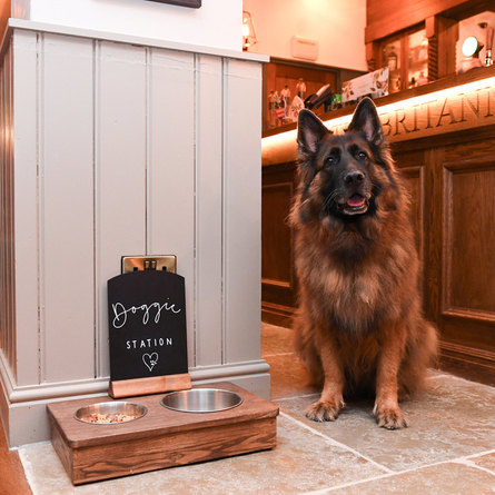 A dog sitting next to a water bowl in The Britannia.