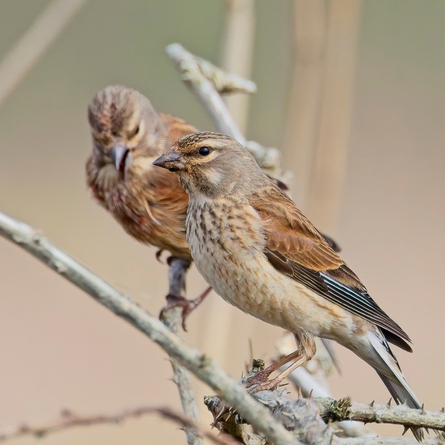 An image of two birds at RSPB Church Wood advertising local attractions near to Chef & Brewer venues.