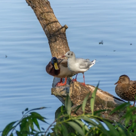 An image of ducks at the Lee Valley Regional Park advertising local attractions near to Chef & Brewer venues.
