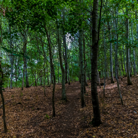 An image of Harlestone Firs Forest Walk advertising local attractions near to Chef & Brewer venues.