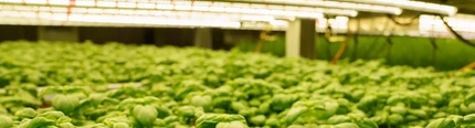 Greene King - Newsroom - Vertical Farming