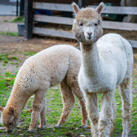 An image of alpacas at Woodlands Alpaca Farm advertising local attractions near to Chef & Brewer venues.