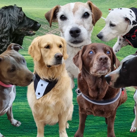 An image advertising the Barking Bank Holiday What's On event at The Crown.