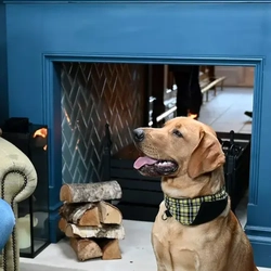 A man drinking a pint in the pub with his dog sat next to him