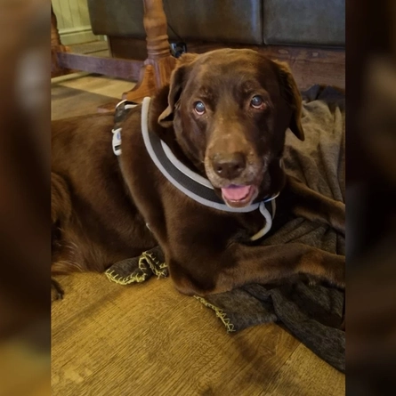 Dog