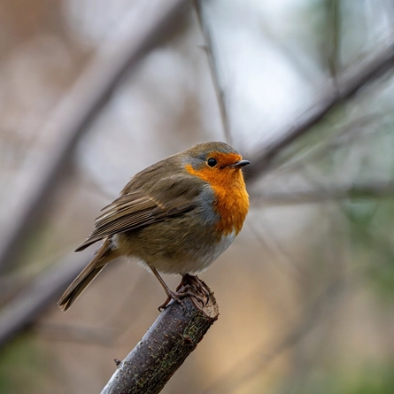 An image of a robin at the Wildlife Discovery Centre advertising local attractions near to Chef & Brewer venues.