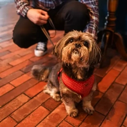 A dog at a Flaming Grill pub