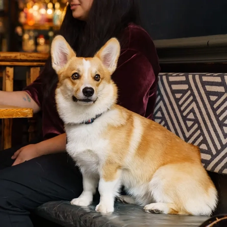 Greene King - Dog Friendly Pubs - Dog on chair.jpg