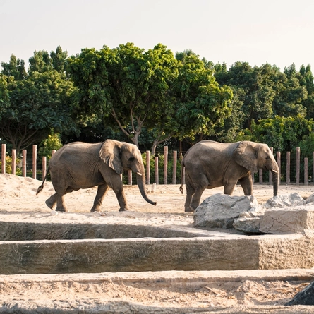 An image of elephants at Hertfordshire Zoo advertising local attractions near to Chef & Brewer venues.