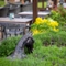 The beer garden at the Mare & Colt.