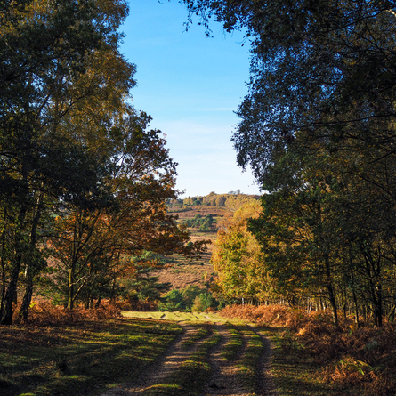 An image of Ashdown Forest advertising local attractions near to Chef & Brewer venues.