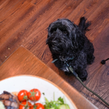 DB_C&B_Venue_Dog-Friendly_2023_002.jpg