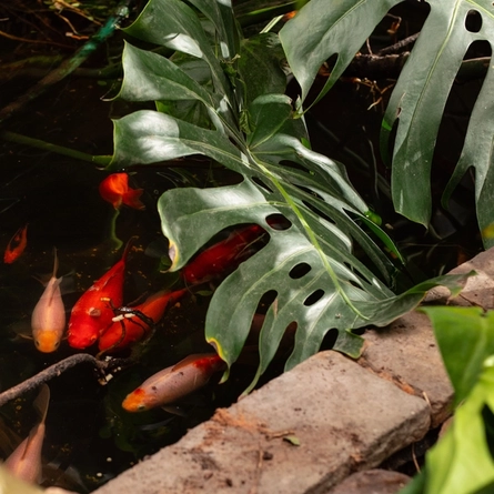 An image of the fish pond surrounded by plants within the interior of The Ubiquitous Chip.