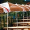 The exterior beer garden seating area at The Wellington Hotel.