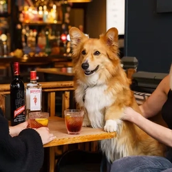 Guests sat with a Corgi in a dog friendly pub