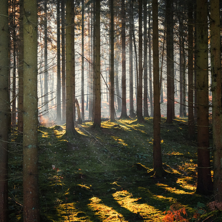An image of Wyre Forest advertising local attractions near to Chef & Brewer venues.