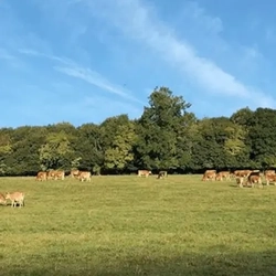 Cows in a field at Beechdean Farm