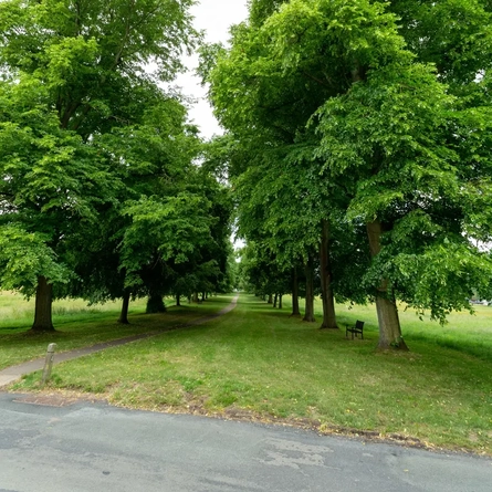 A tree lined path